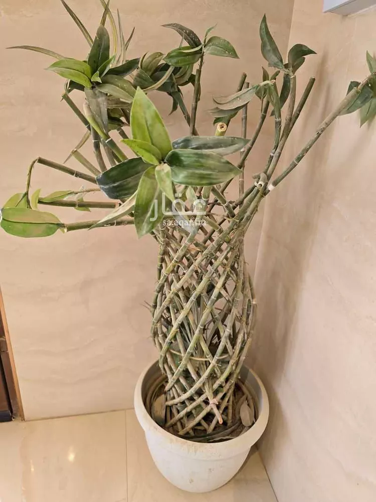 Apartment for Rent in Riyadh Al Ghadir 15