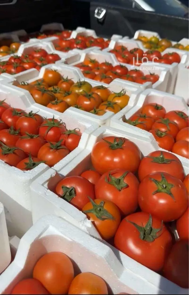 أرض للإيجار في مدينة الجلة, منطقة الرياض