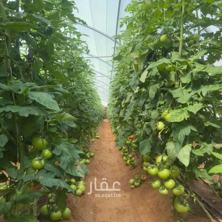 أرض للإيجار في مدينة الجلة, منطقة الرياض صورة 3