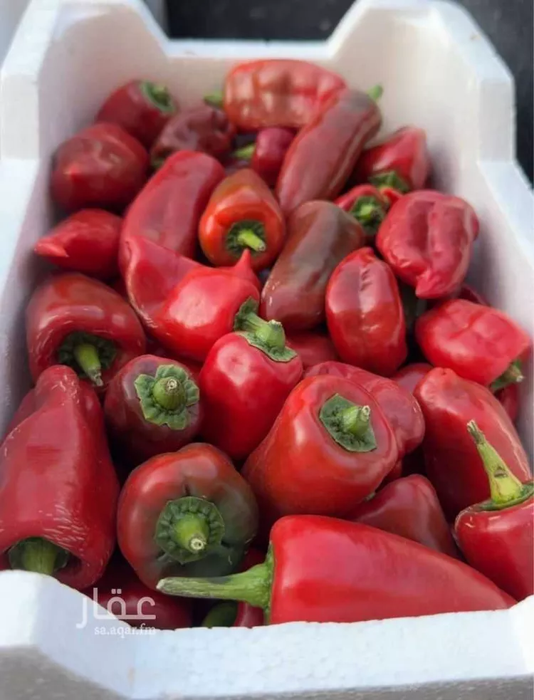 أرض للإيجار في مدينة الجلة, منطقة الرياض صورة 2