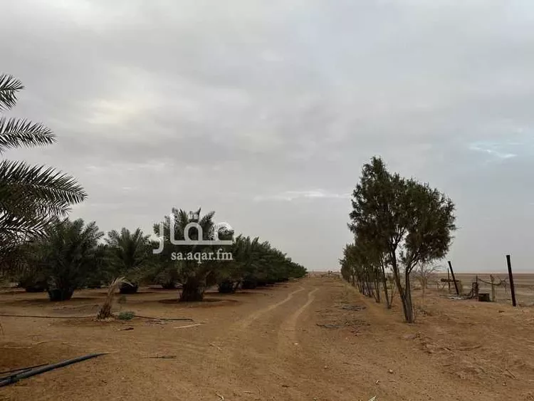 مزرعة للبيع في شارع ابا الصلابيخ 1 ، العمار ، المجمعة صورة 5