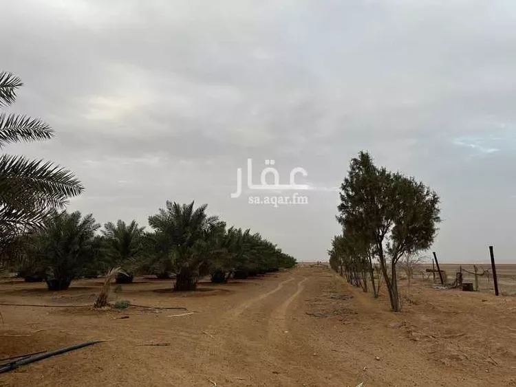 مزرعة للبيع في شارع ابا الصلابيخ 1 ، العمار ، المجمعة صورة 3