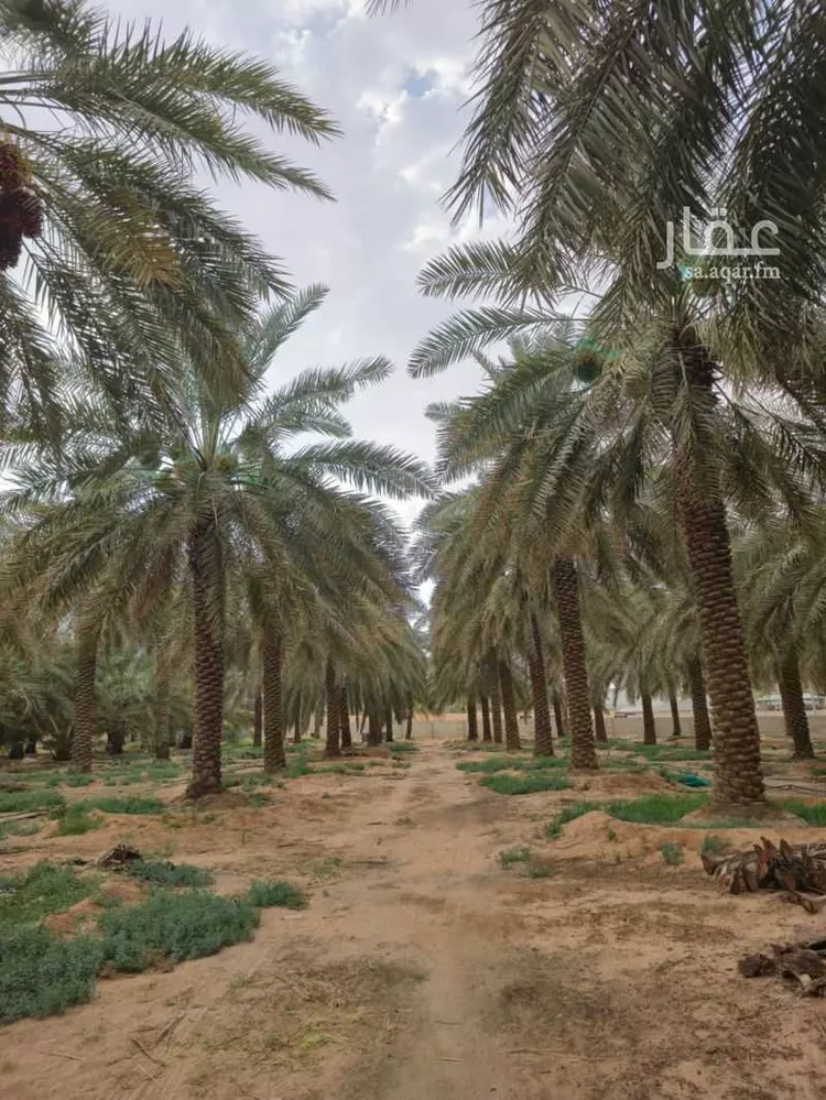 مزرعة للبيع في شارع 6345859, حي قرطبة, مدينة البدائع, منطقة القصيم صورة 4