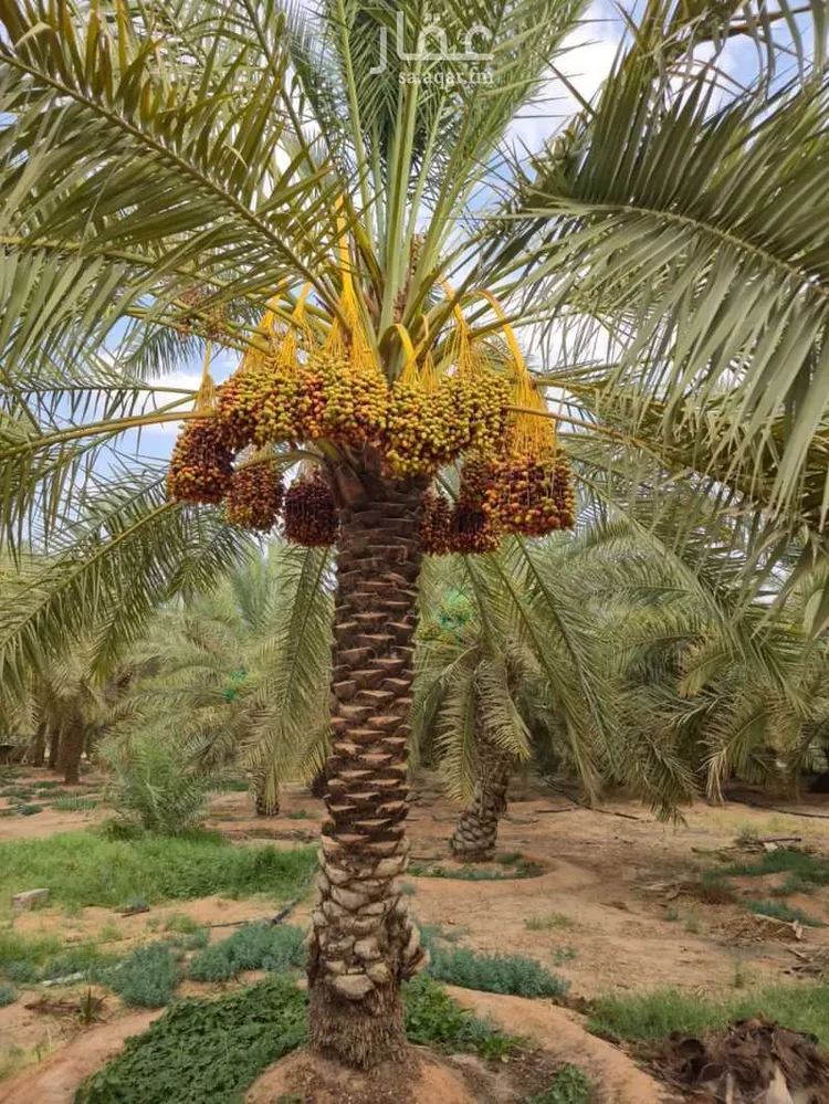 مزرعة للبيع في شارع 6345859, حي قرطبة, مدينة البدائع, منطقة القصيم صورة 3