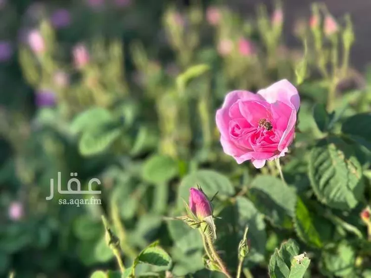 أرض للبيع في شارع الحرين 2 ، حرجل ، الطائف صورة 5