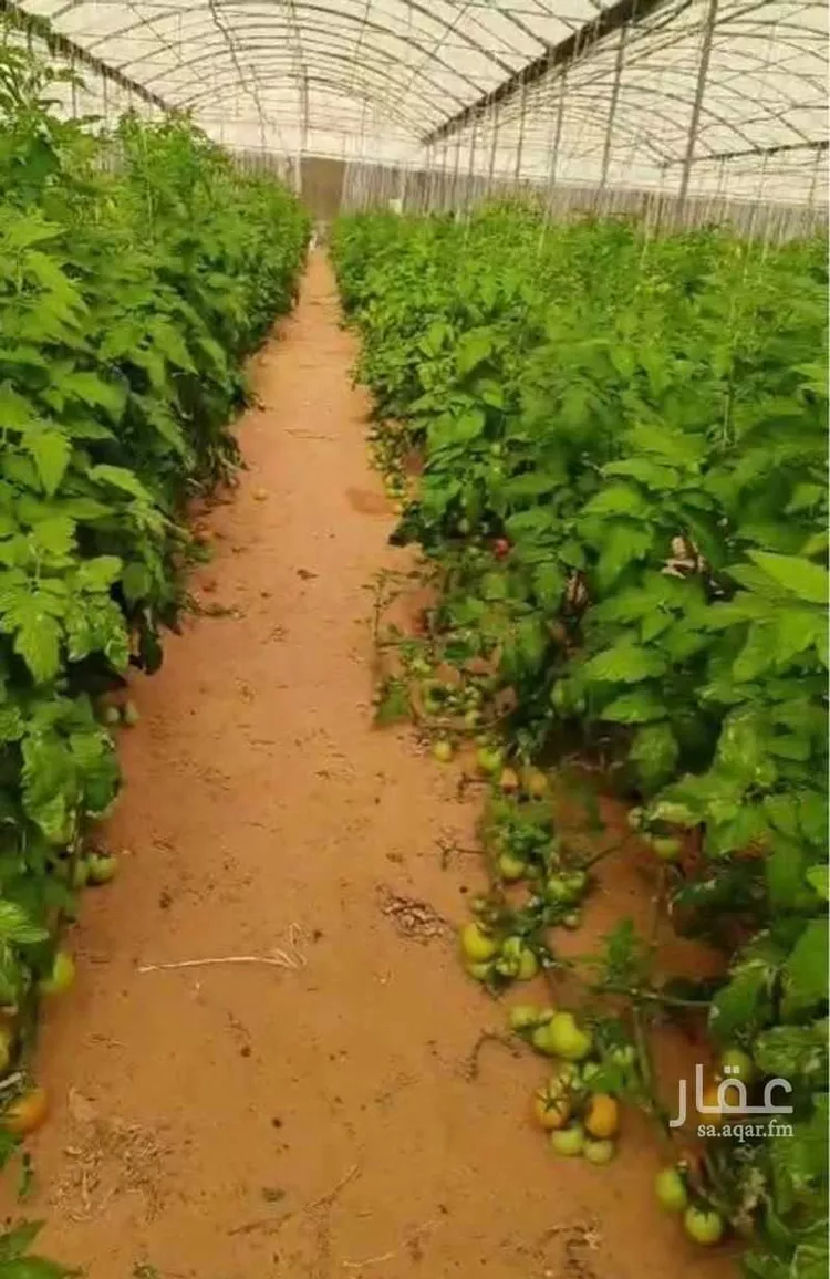 مزرعة للبيع في شارع 000000, حي خب القرو ومزارع, مدينة خب القرو ومزارع, منطقة الرياض