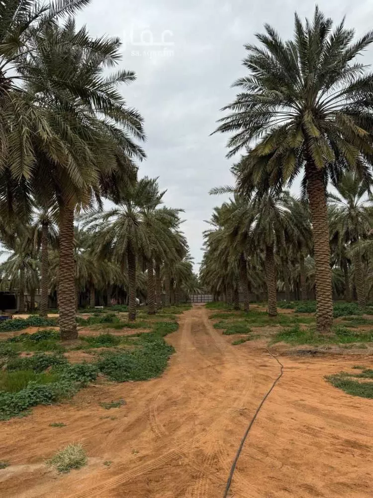 مزرعة للبيع في حي مزارع المليداء الشماليه, مدينة عيون الجواء, منطقة القصيم صورة 4