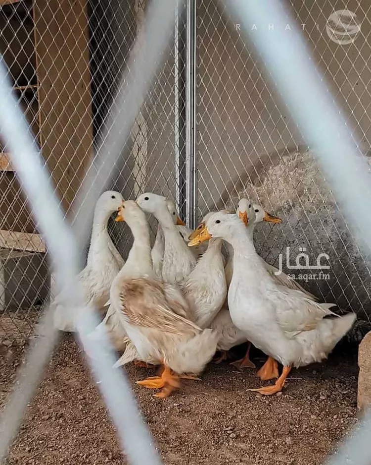 مزرعة للبيع في شارع القاعد 75, مدينة عثمر   المخطط, منطقة حائل 17