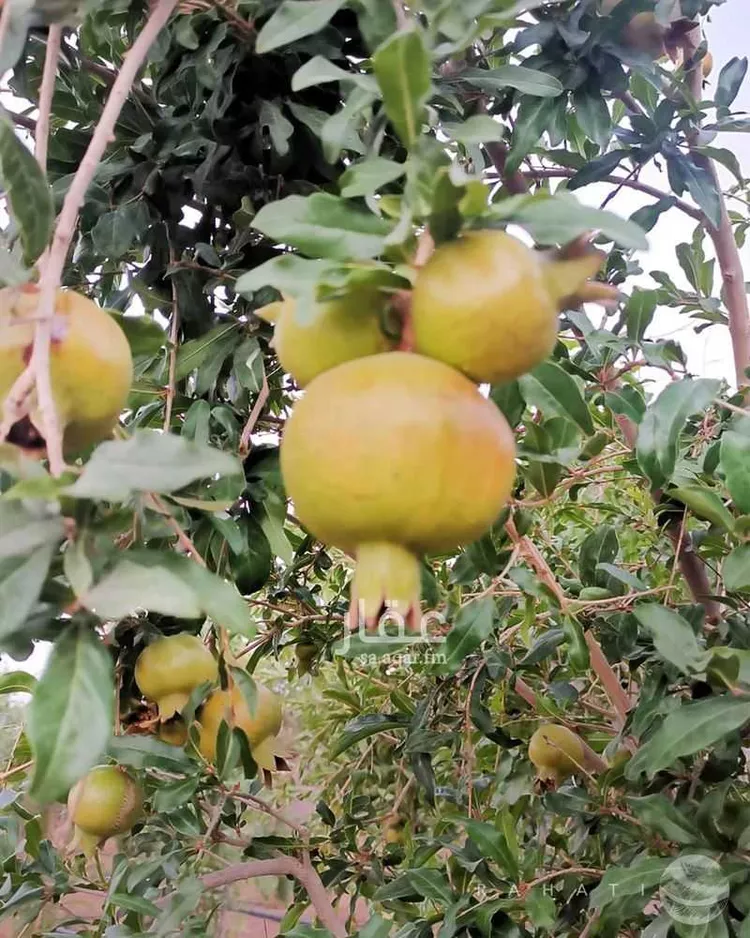 مزرعة للبيع في شارع القاعد 75, مدينة عثمر   المخطط, منطقة حائل 20