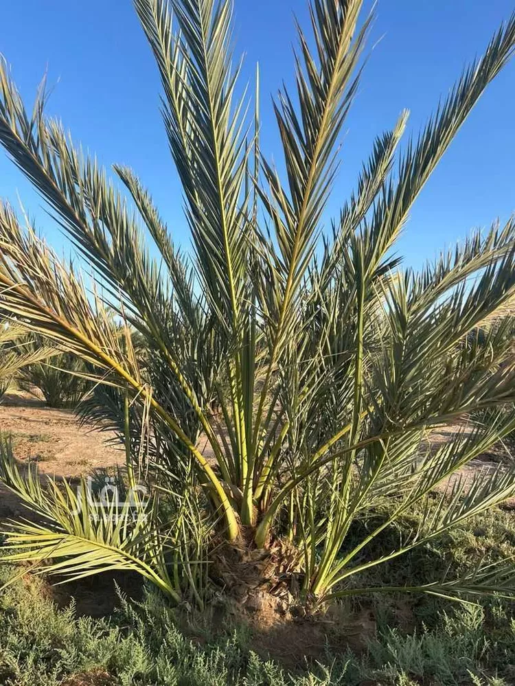 مزرعة للبيع في شارع ضواحي 112 ، شجوى ، منطقة المدينة المنورة صورة 2