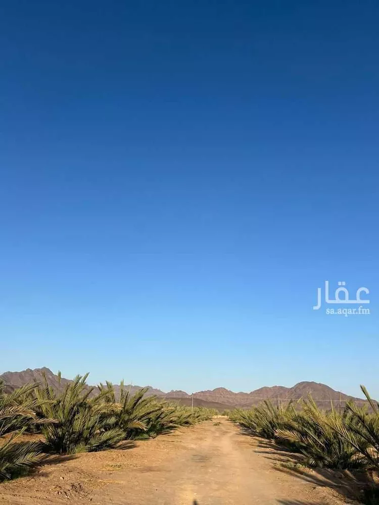 مزرعة للبيع في شارع ضواحي 112 ، شجوى ، منطقة المدينة المنورة صورة 4