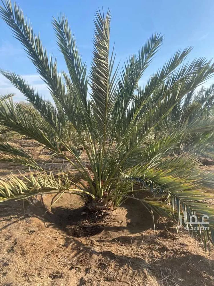 مزرعة للبيع في شارع ضواحي 112 ، شجوى ، منطقة المدينة المنورة