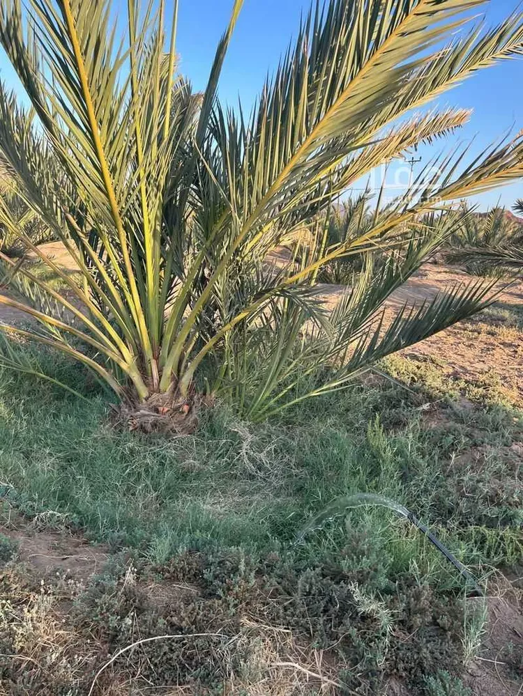 مزرعة للبيع في شارع ضواحي 112 ، شجوى ، منطقة المدينة المنورة صورة 5