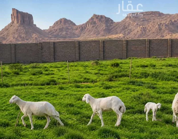 استراحة للبيع في شارع حكيم ابن حزام, حي نوارة, مدينة المزاحمية, منطقة الرياض صورة 3