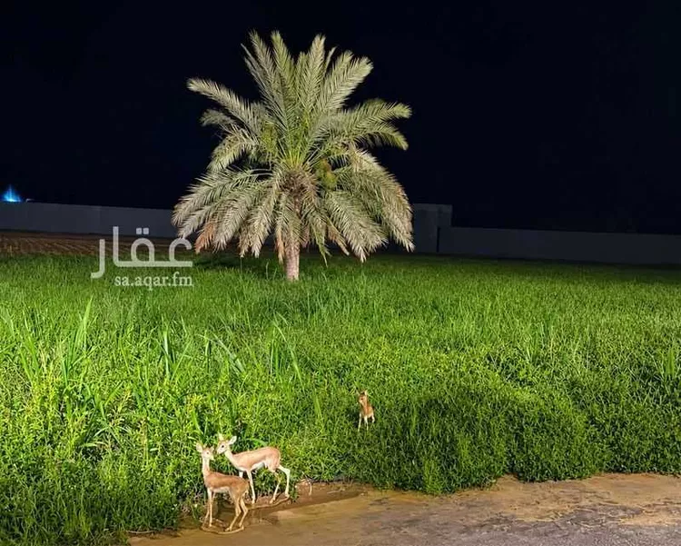 استراحة للبيع في شارع حكيم ابن حزام, حي نوارة, مدينة المزاحمية, منطقة الرياض صورة 4