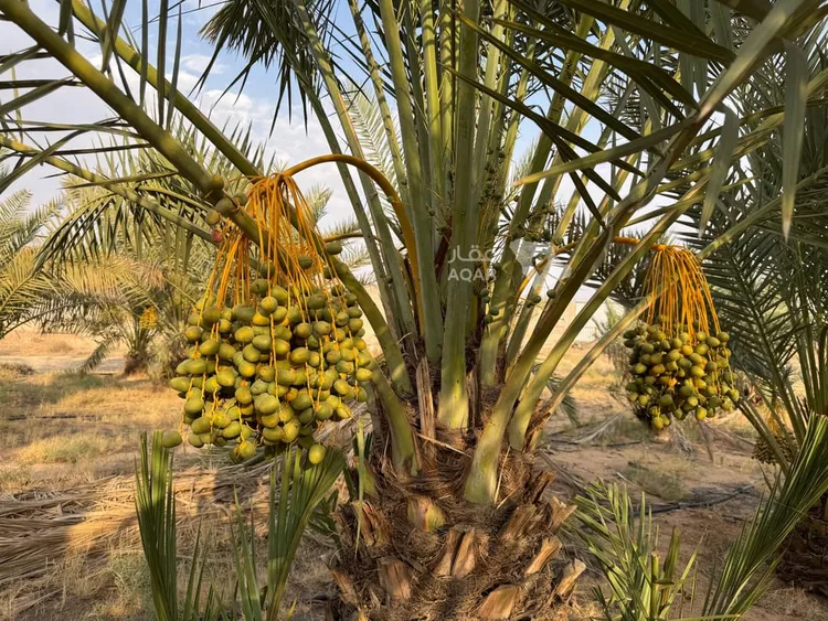 Farm for Sale in Unayzah Damshiah 2
