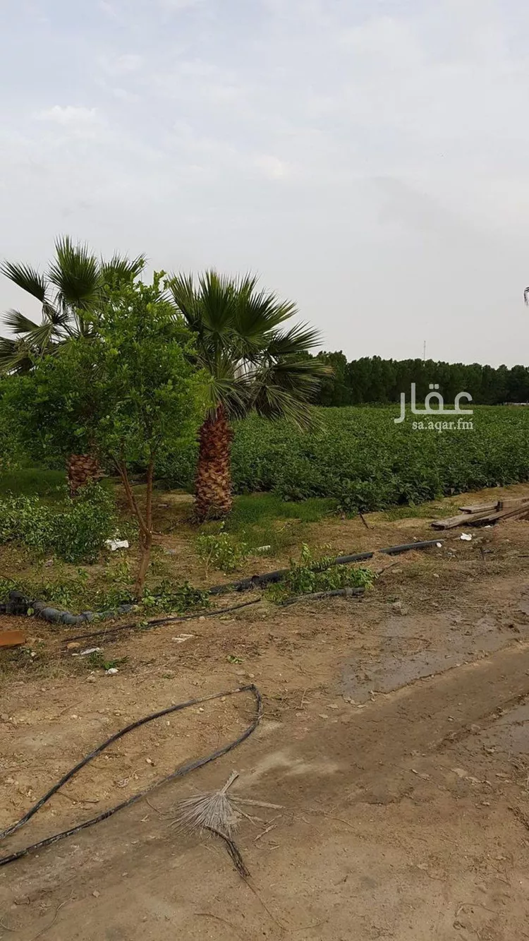أرض للإيجار في شارع اسكان وزارة الداخليه 143, حي مزارع الدسمه, مدينة مزارع الدسمه, المنطقة الشرقية صورة 5