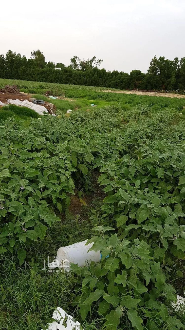 أرض للإيجار في شارع اسكان وزارة الداخليه 143, حي مزارع الدسمه, مدينة مزارع الدسمه, المنطقة الشرقية صورة 4