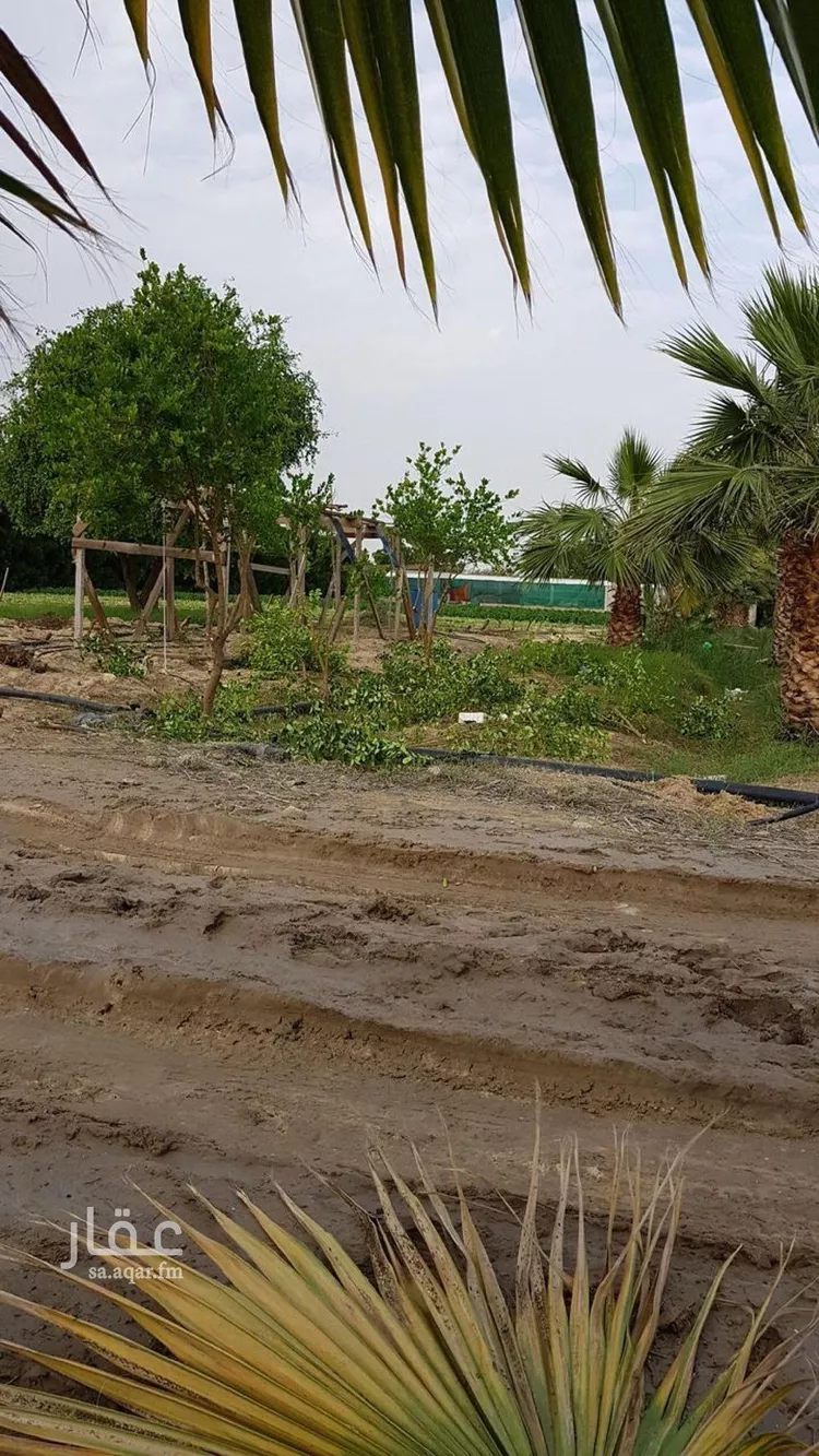 أرض للإيجار في شارع اسكان وزارة الداخليه 143, حي مزارع الدسمه, مدينة مزارع الدسمه, المنطقة الشرقية صورة 2