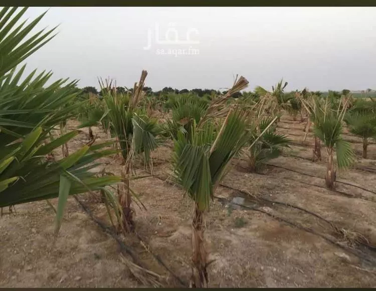 أرض للبيع في شارع سرحان, حي مزرعه ابن سرحان, مدينة مزرعه ابن سرحان, المنطقة الشرقية صورة 4