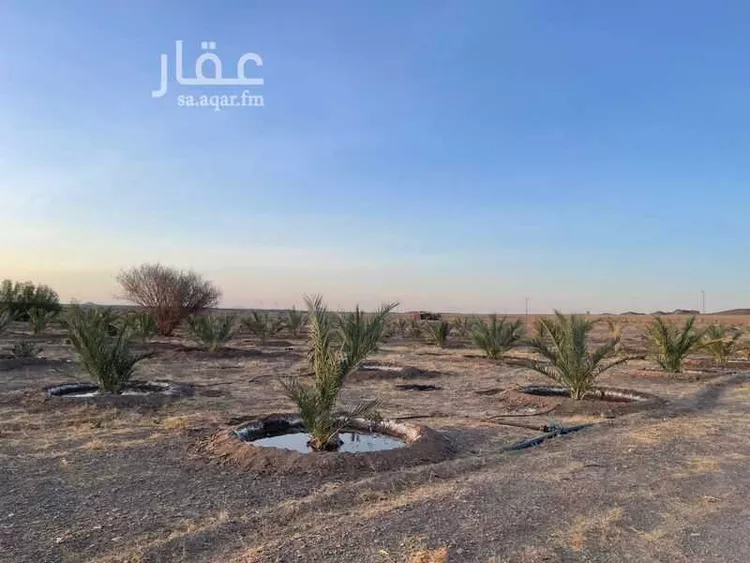 مزرعة للبيع في غراب ، منطقة المدينة المنورة صورة 2