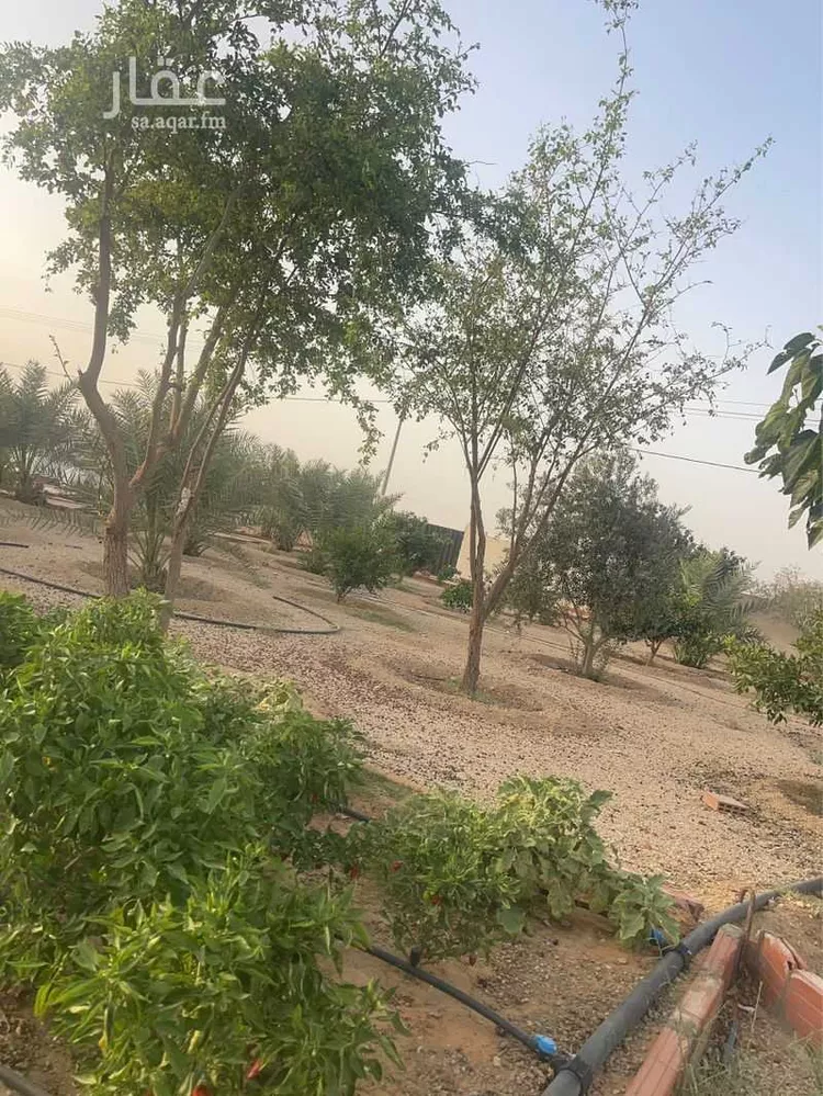 مزرعة للبيع في شارع ال حفيان 1152 ، خشم معضد ، المزاحمية صورة 4