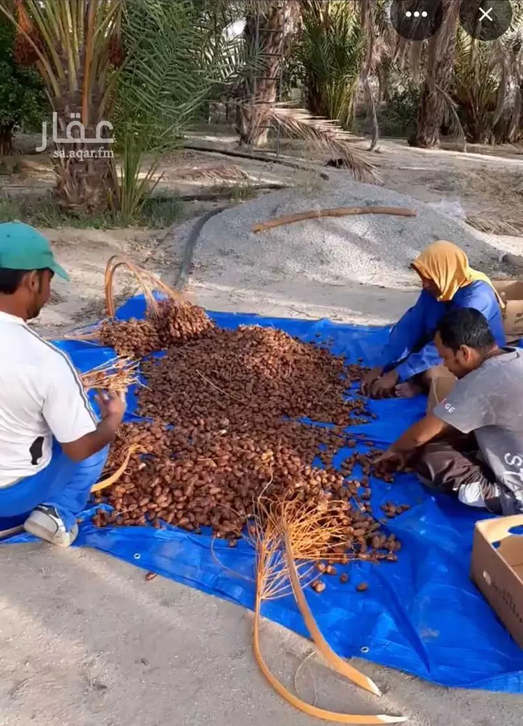 مزرعة للبيع في شارع الامير فيصل بن تركي ، القوباء ، بيشة صورة 4