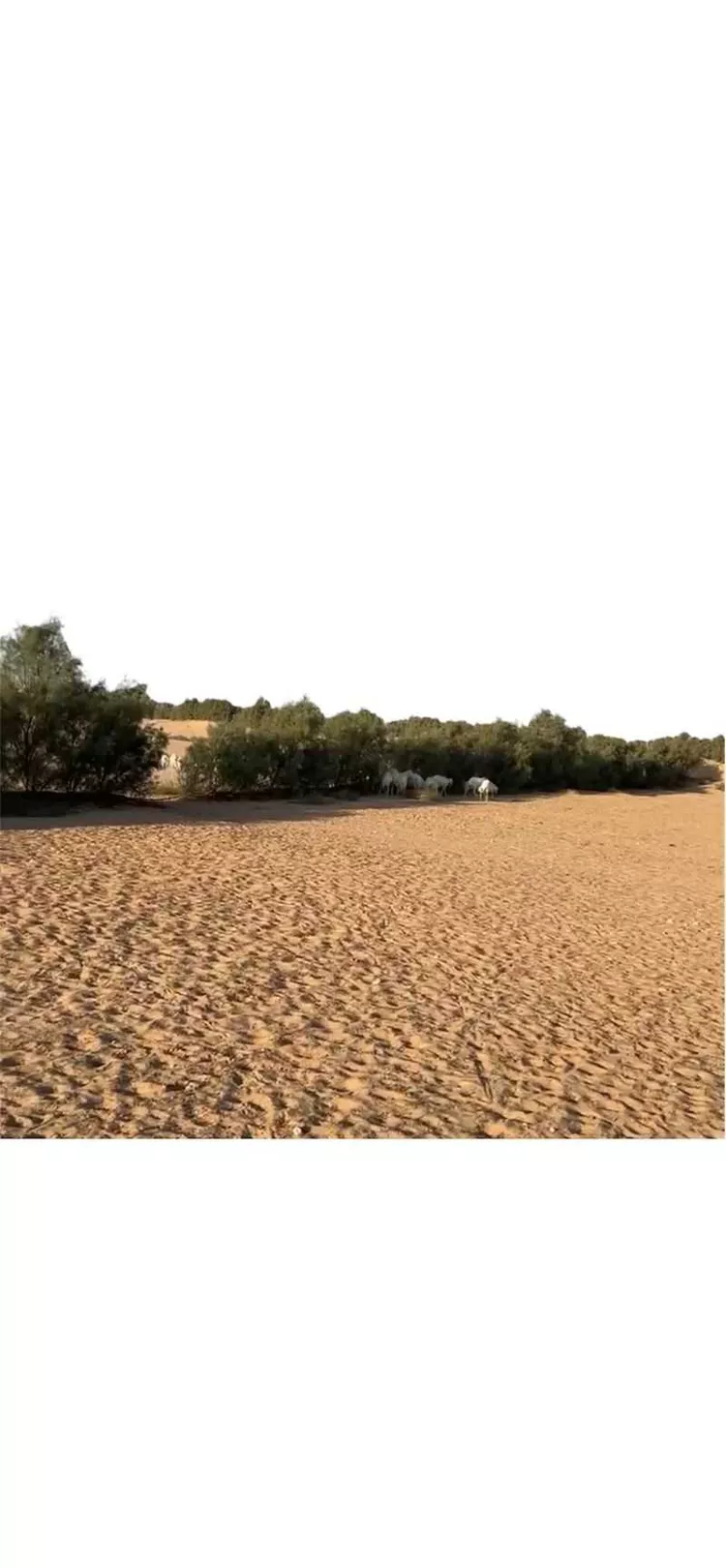 مزرعة للبيع في المملكة العربية السعودية