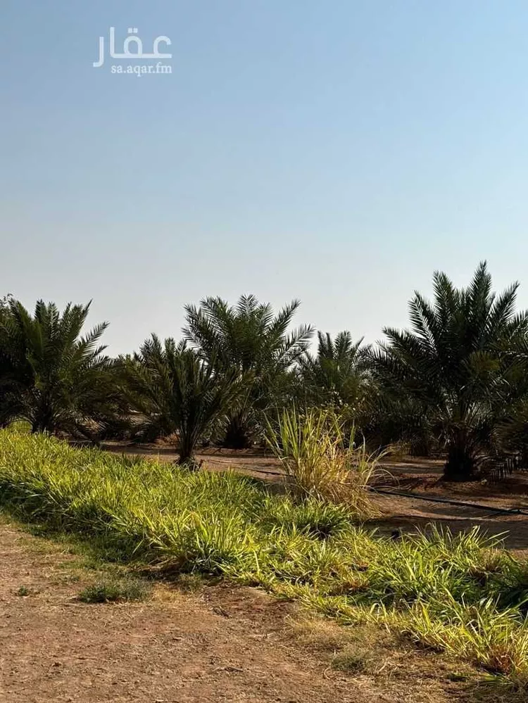 مزرعة للبيع في شارع رافع ابن مالك ، الجديدة ، القويعية صورة 3