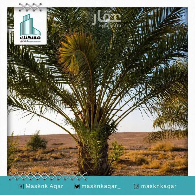 Farm for Sale in Baqaa Al Suhaibi صورة 2