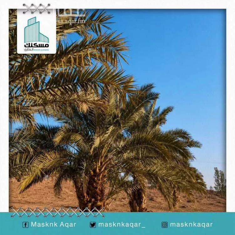 Farm for Sale in Baqaa Al Suhaibi صورة 3