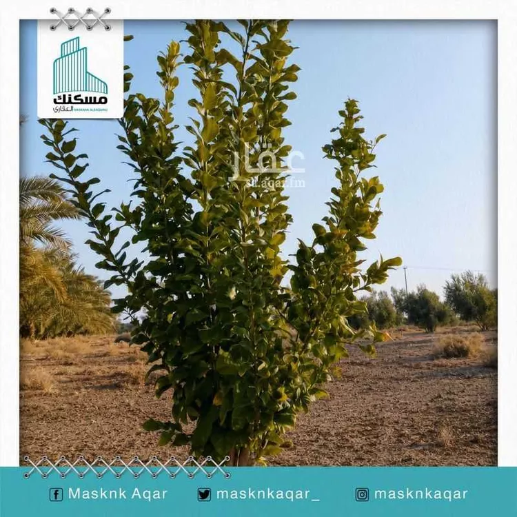 Farm for Sale in Baqaa Al Suhaibi
