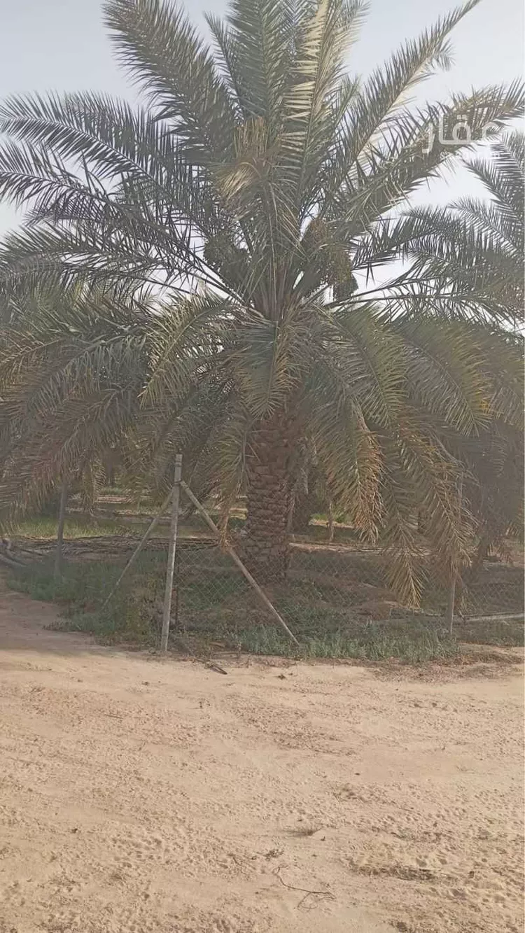 مزرعة للبيع في مدينة مليجه, المنطقة الشرقية صورة 2