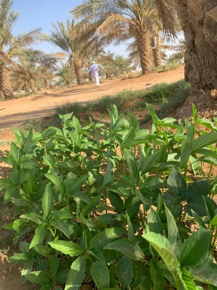 مزرعة للبيع في طريق القصيم الجبيل ، حرمة ، المجمعة صورة 3
