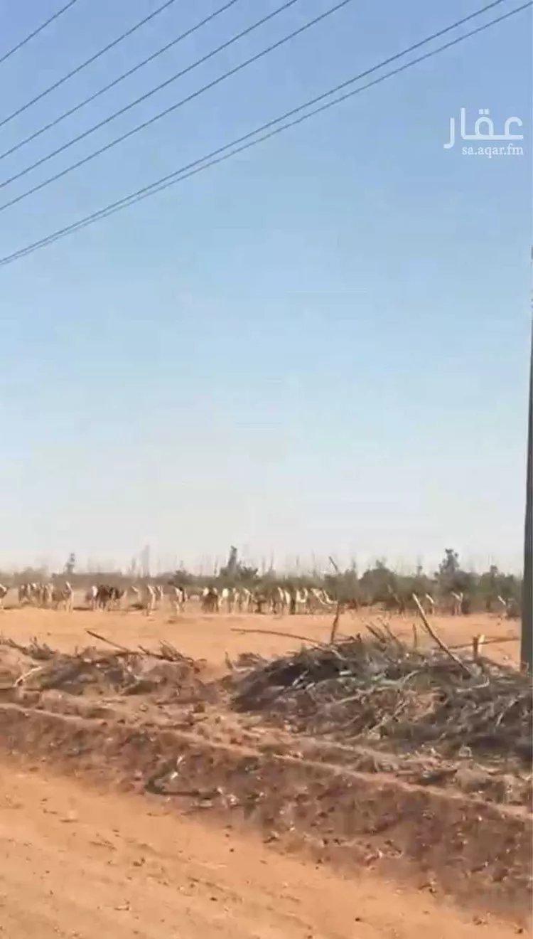 أرض للإيجار في حي مزارع البطينه والفرعه, مدينة مزارع البطينه والفرعه, منطقة الرياض