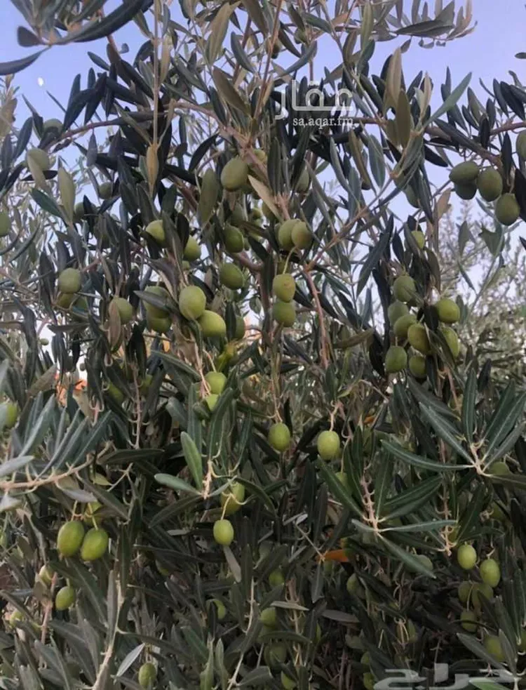 أرض للبيع في حي اجربه, مدينة اجربه, منطقة الجوف 6