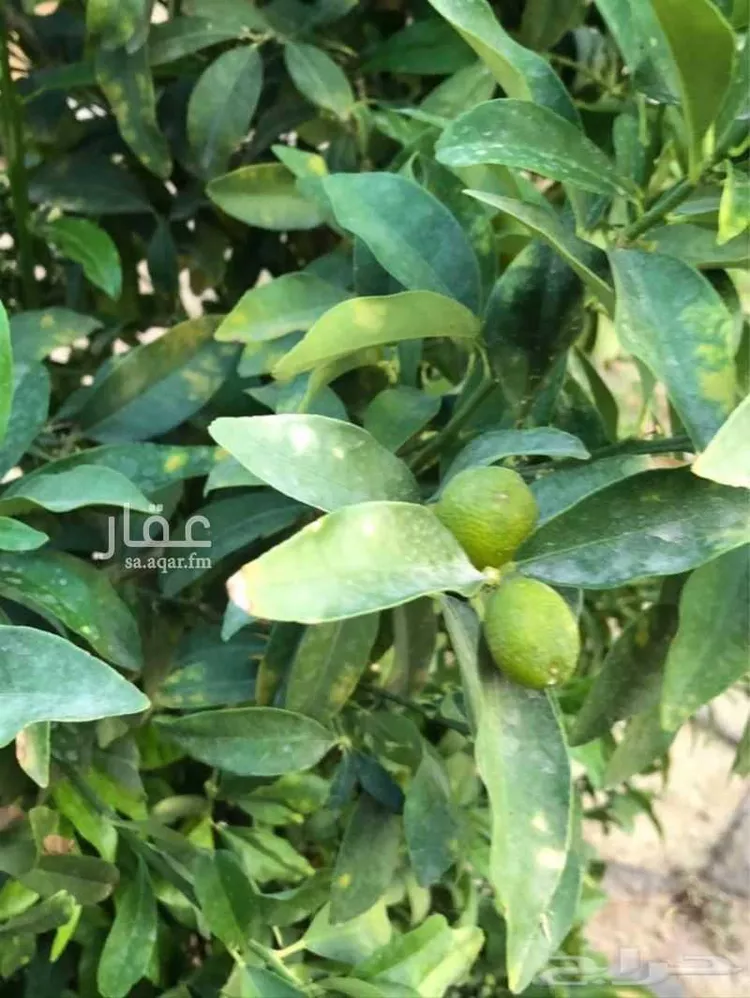 أرض للبيع في حي اجربه, مدينة اجربه, منطقة الجوف صورة 4