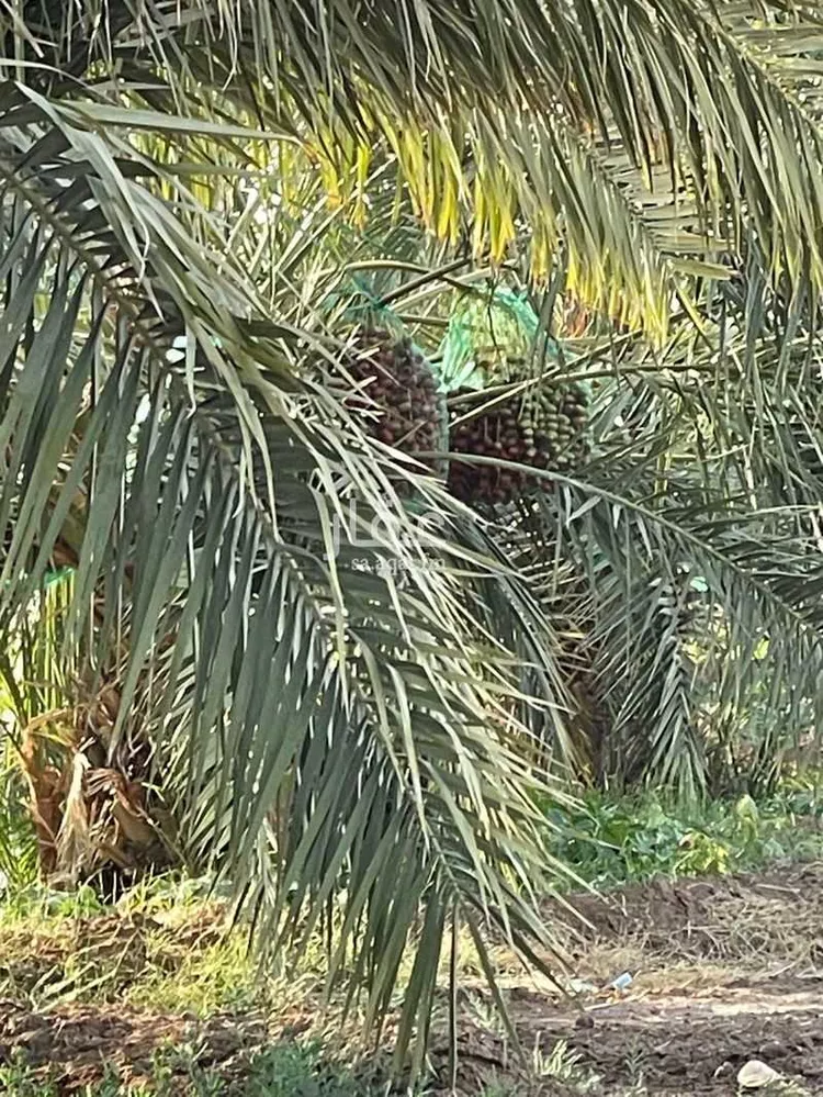 مزرعة للبيع في حي العاقول, مدينة المدينه المنوره, منطقة المدينة المنورة صورة 4