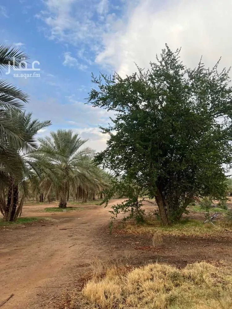 أرض للإيجار في مدينة عيون الجواء, منطقة القصيم صورة 3