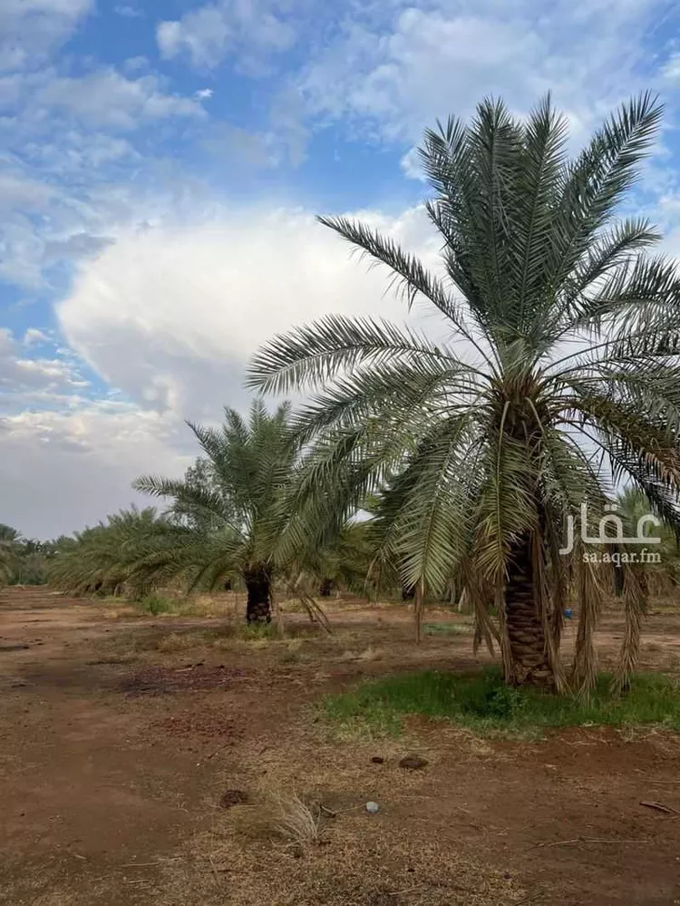 أرض للإيجار في مدينة عيون الجواء, منطقة القصيم صورة 2