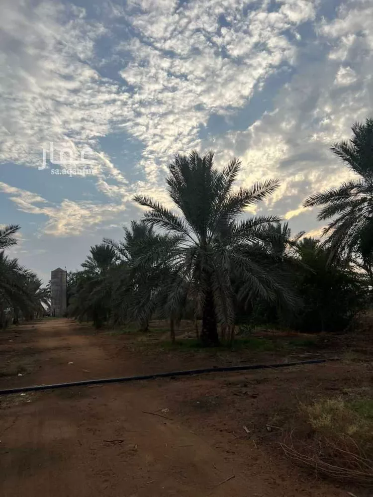 أرض للإيجار في مدينة عيون الجواء, منطقة القصيم صورة 4