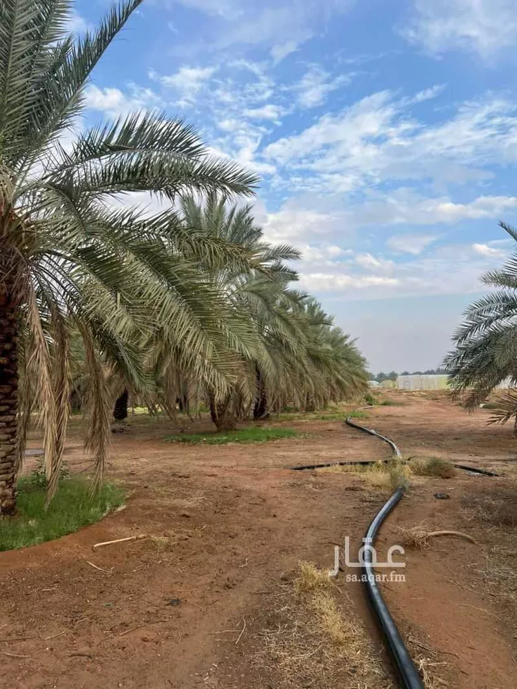 أرض للإيجار في مدينة عيون الجواء, منطقة القصيم صورة 5