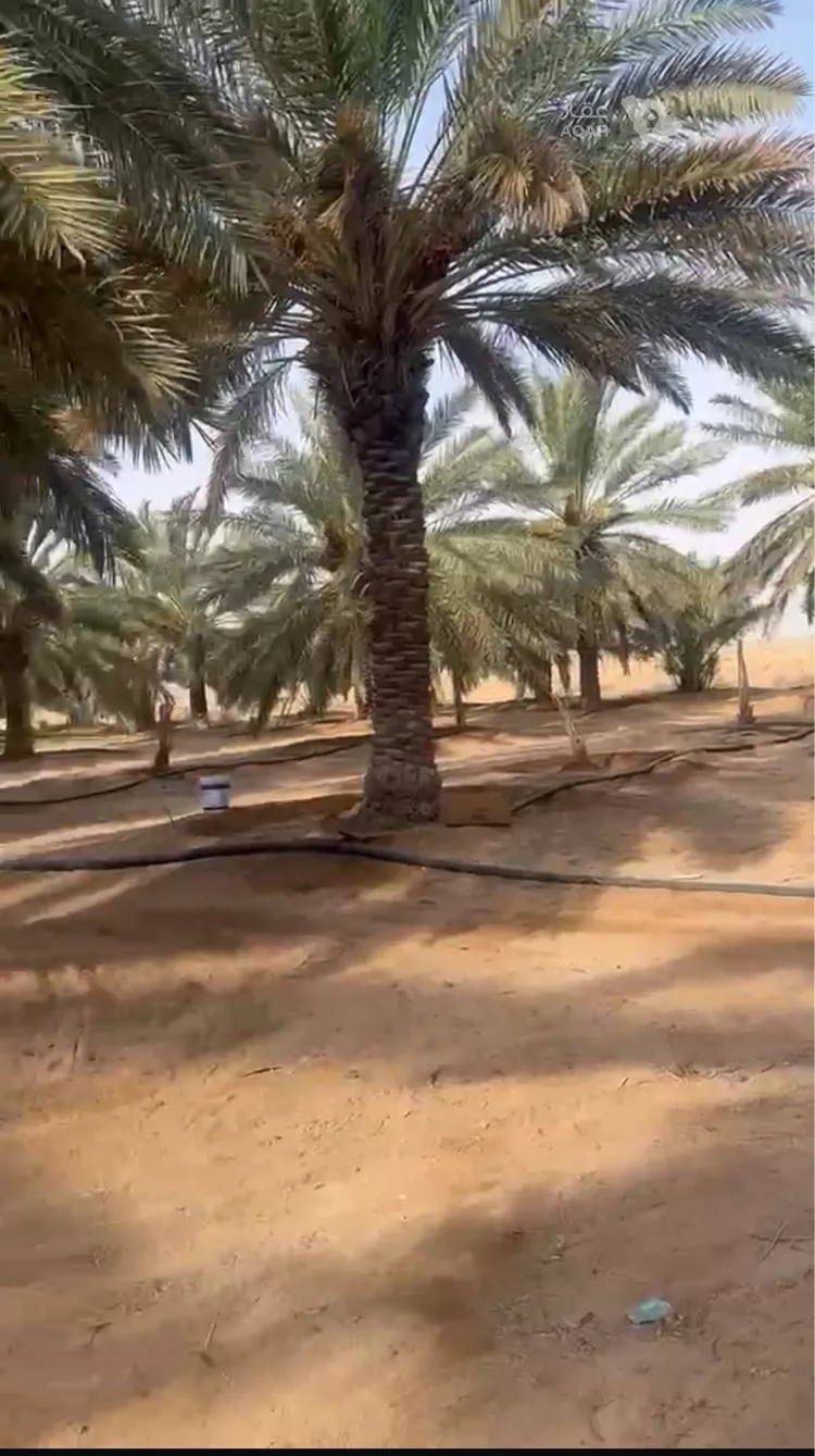 Farm for Sale in AlShinana As Sinaiyah 3