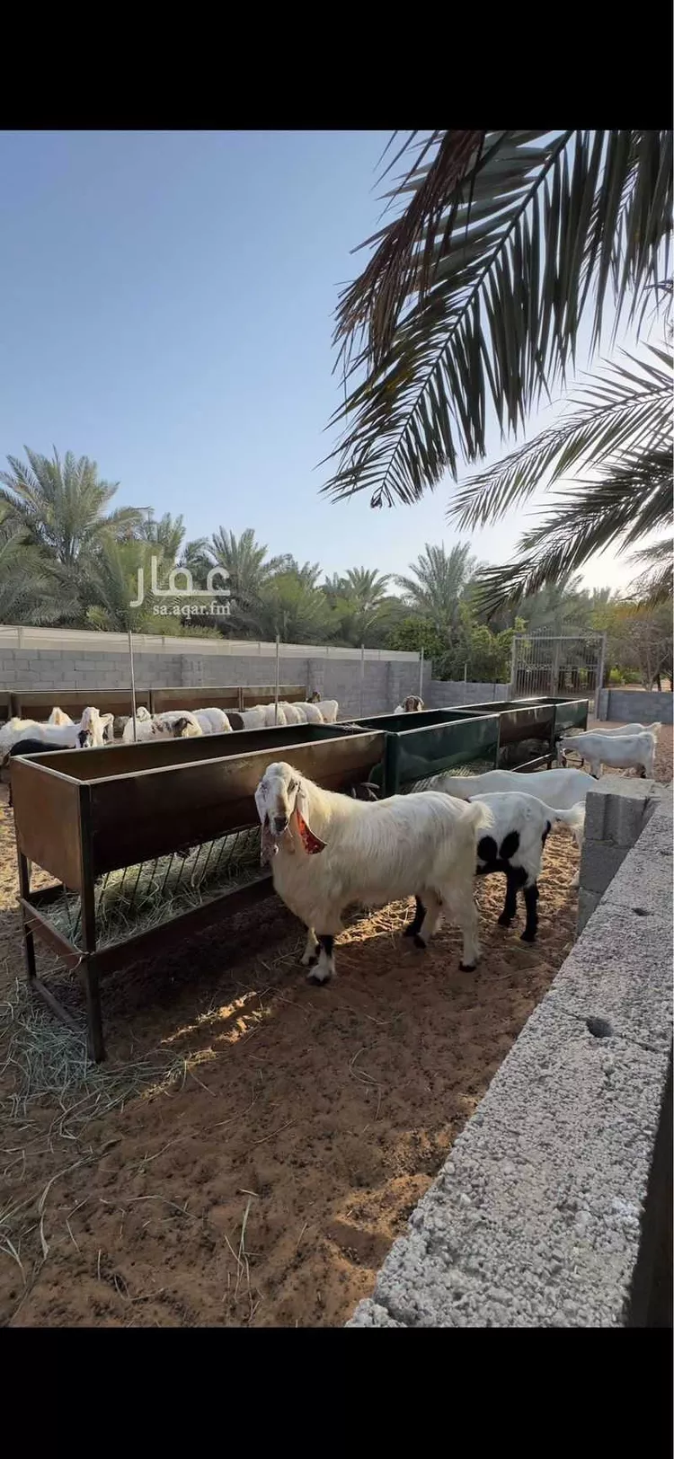 مزرعة للبيع في شارع الجامع الازهر, حي العفجه, مدينة الخرج, منطقة الرياض 21