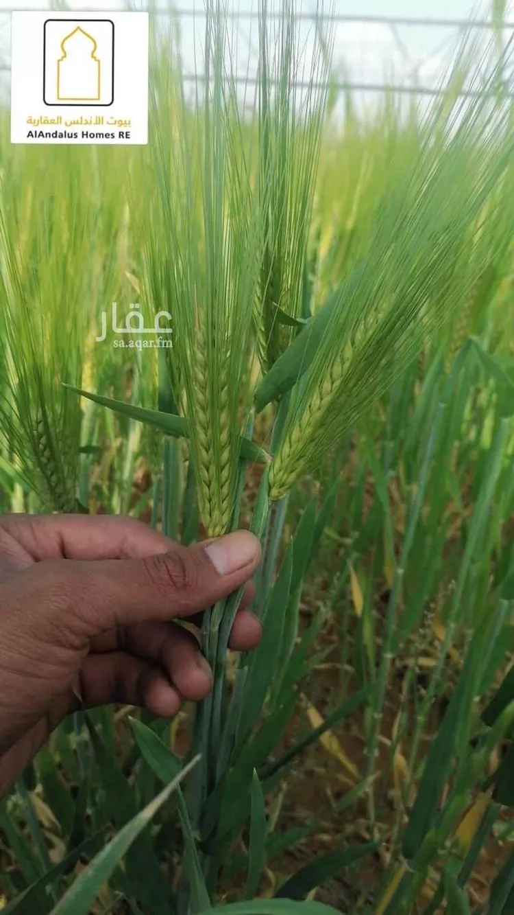 مزرعة للبيع في شارع 0000, حي الجبعاوية (جريش), مدينة الجبعاوية (جريش), منطقة تبوك صورة 3