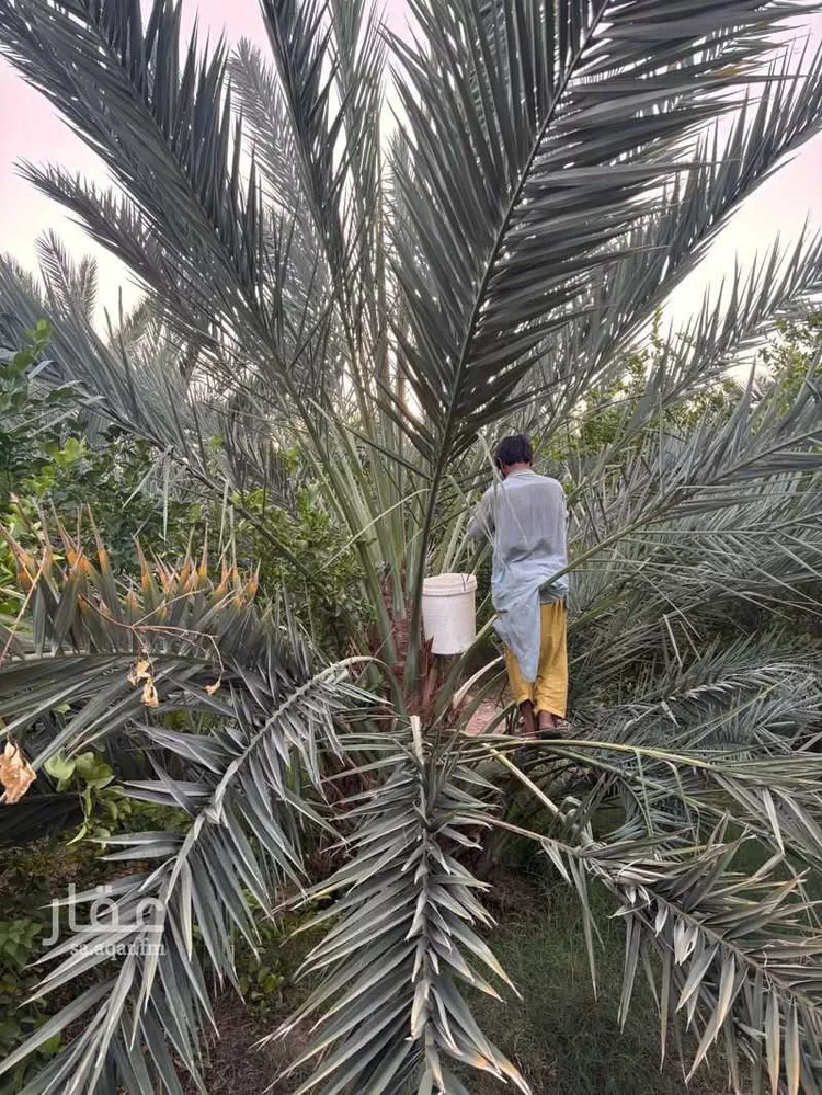 مزرعة للبيع في شارع المندسة 1227 ، المدينة المنورة ، منطقة المدينة المنورة