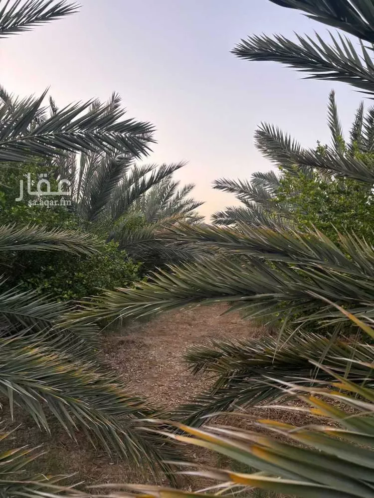 مزرعة للبيع في شارع المندسة 1227 ، المدينة المنورة ، منطقة المدينة المنورة صورة 2