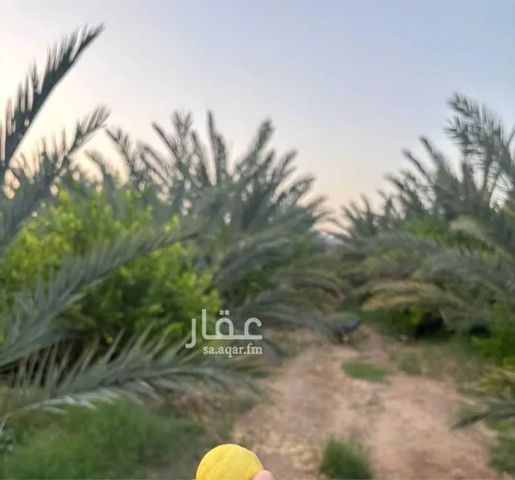 مزرعة للبيع في شارع المندسة 1227 ، المدينة المنورة ، منطقة المدينة المنورة صورة 5