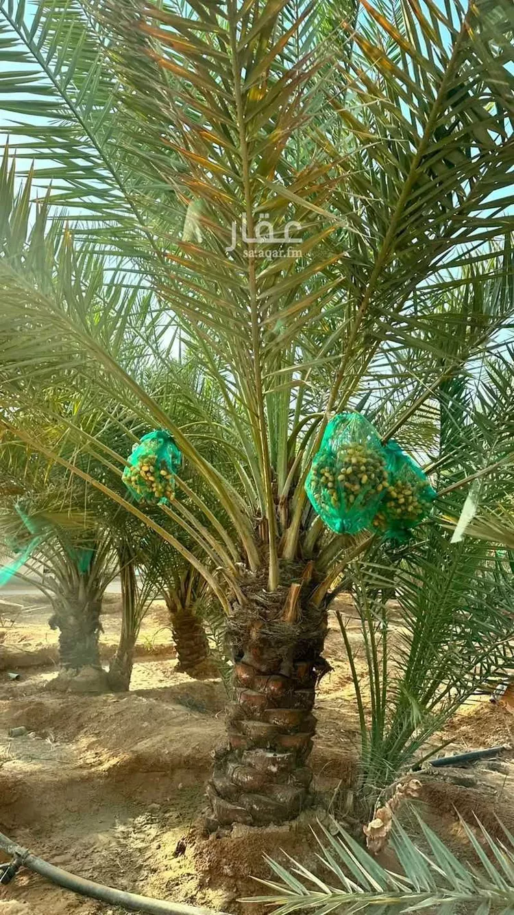 مزرعة للبيع في شارع قريه ديراب 196, حي قريه ديراب, مدينة قريه ديراب, منطقة الرياض صورة 2