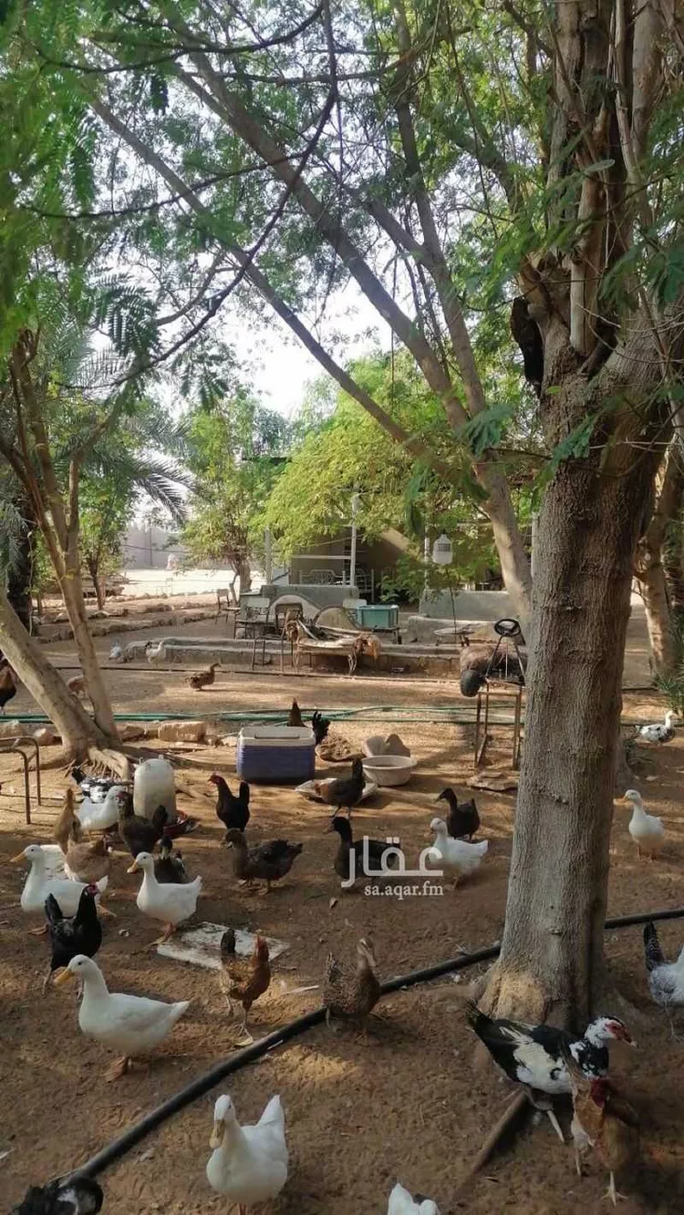 مزرعة للبيع في شارع الحوير, حي ديراب, مدينة الرياض, منطقة الرياض صورة 2